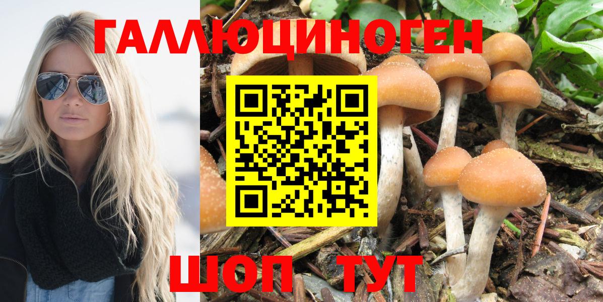Галлюциногенные грибы GOLDEN TEACHER  продажа наркотиков  Зерноград  Вход с VPN 